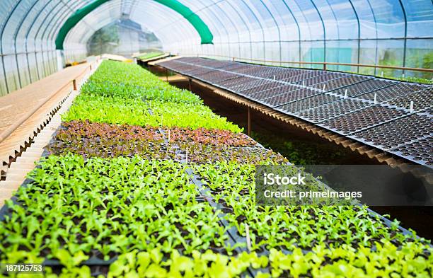 Hydroponic Legumes Em Um Jardim - Fotografias de stock e mais imagens de Agricultura - Agricultura, Ajardinado, Alface