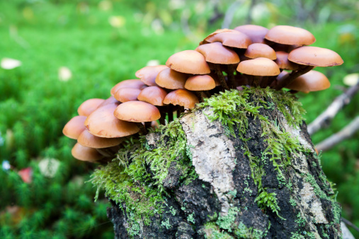 Group of Mushrooms on a tree stump.