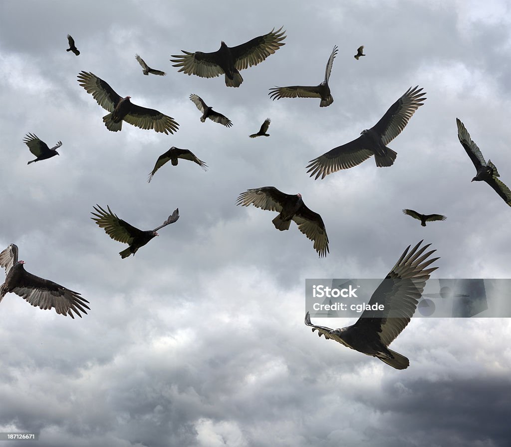 Many Vultures and Buzzards Circling (XXXL) Large flock of vultures circling in the sky. with copy space. Vulture Stock Photo
