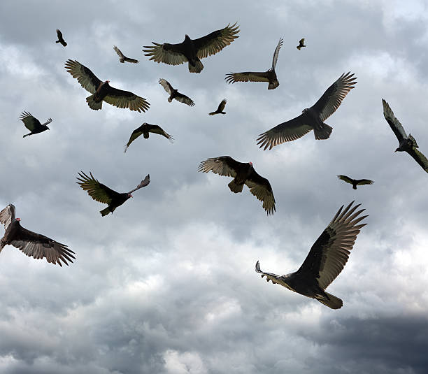 Many Vultures and Buzzards Circling (XXXL) Large flock of vultures circling in the sky. with copy space. vulture stock pictures, royalty-free photos & images