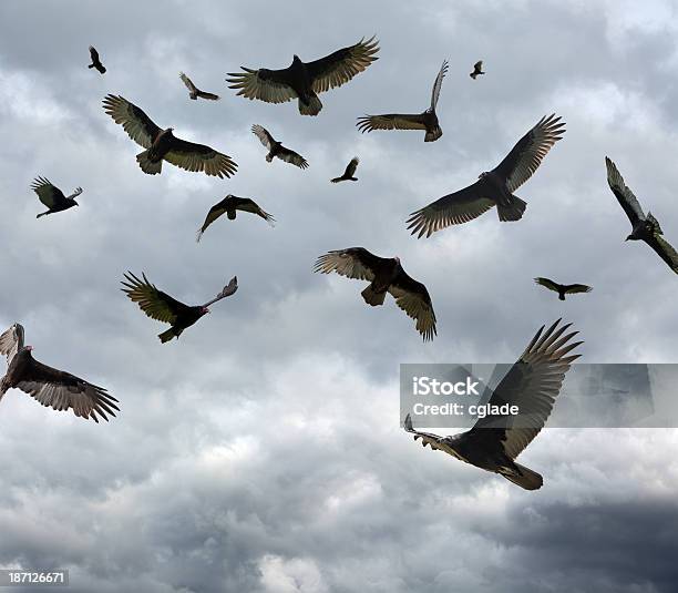 Many Vultures And Buzzards Circling Stock Photo - Download Image Now - Vulture, Flying, Orbiting