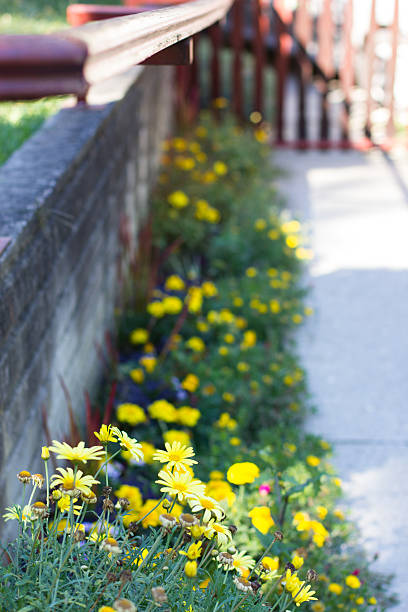 istock Wooden handrail and yellow flowers 187126866