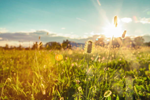 istock Field background in sunny day outdoor 187126874