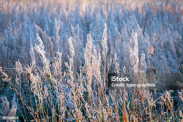 First Hoarfrost In Autumn Stock Photo - Download Image Now - Autumn, Beauty In Nature, Blade of Grass