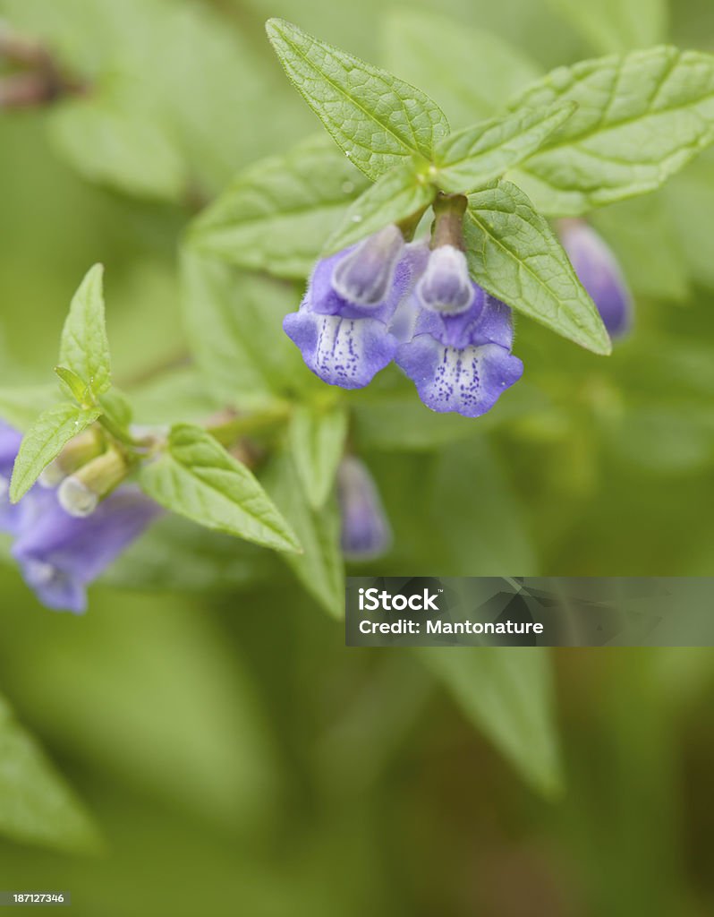 Skullcap comum (Scutellaria galericulata) - Foto de stock de Azul royalty-free