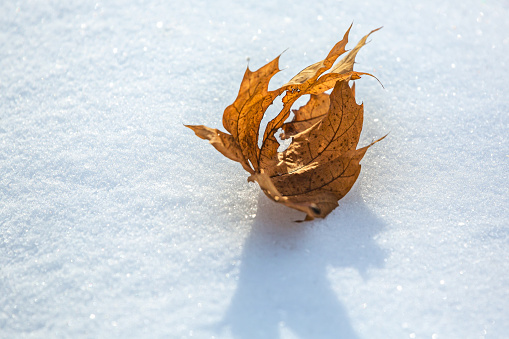 fallen dried autumn leaf lying on the snow in sunny winter day