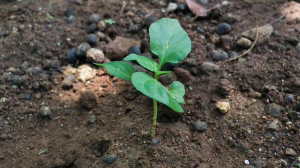 istock chili plant seeds grow abundantly 1871287925