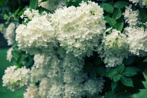 white hydrangea in a summer garden, cross processed