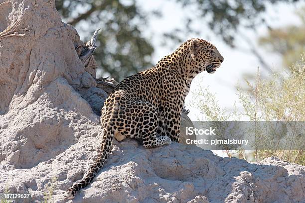 Leopardo En Termitero Foto de stock y más banco de imágenes de Animal - Animal, Animales cazando, Animales de Safari