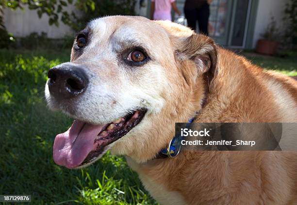 Yellow Lab Hund Außerhalb Stockfoto und mehr Bilder von Abwarten - Abwarten, Alt, Das Leben zu Hause