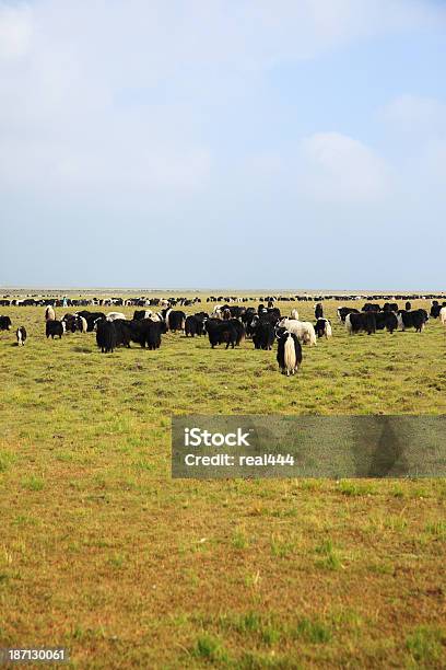 牛のドライ屋外 - アジア大陸のストックフォトや画像を多数ご用意 - アジア大陸, ウシ, チベット