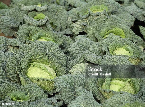 Savoy Cabbage Stockfoto und mehr Bilder von Blatt - Pflanzenbestandteile - Blatt - Pflanzenbestandteile, Fotografie, Frische