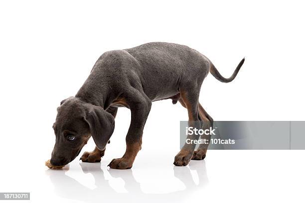 Doberman Stock Photo - Download Image Now - Animal, Animal Body Part, Animal Ear