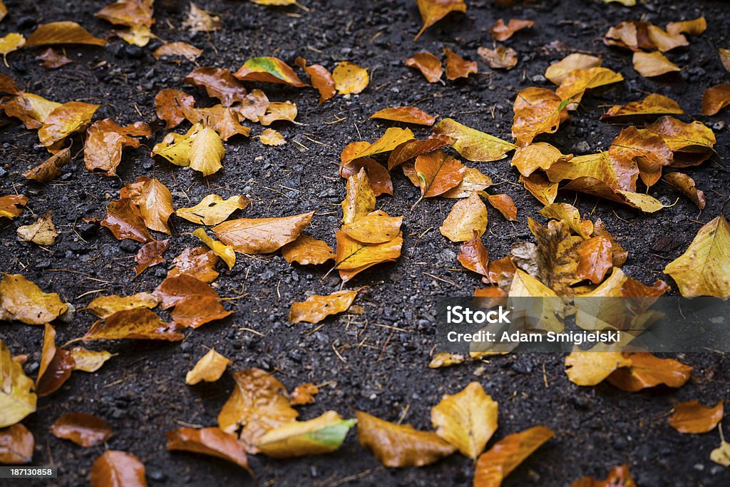 сухие листья - Стоковые фото Без людей роялти-фри