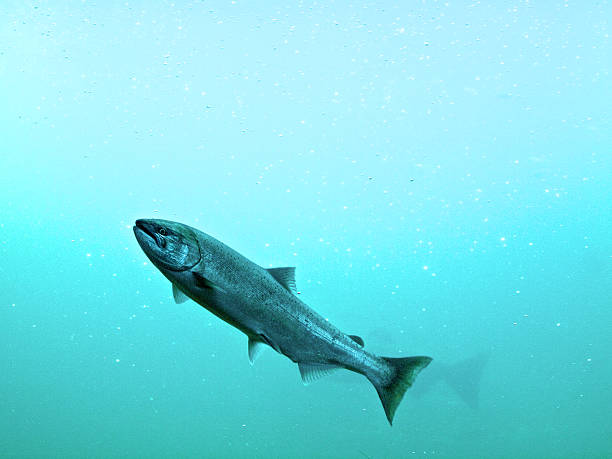 istock Steelhead Trout Swimming in Blue Light Water 187131029