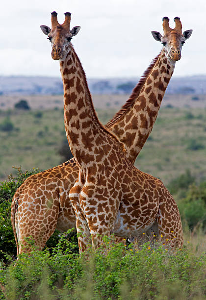 Two giraffe Two masai giraffe in perfect symmetry - Masai Mara, Kenya masai giraffe stock pictures, royalty-free photos & images