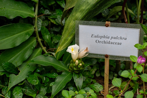 Eulophia pulchra, commonly known as the gonzo orchid, is a plant in the orchid family and is native to areas from Tanzania and Mozambique