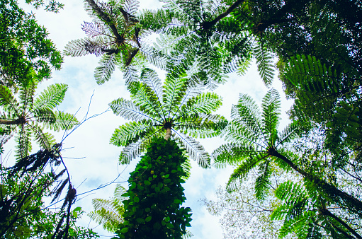 selva subtropical (Cyathea lepifera) photo