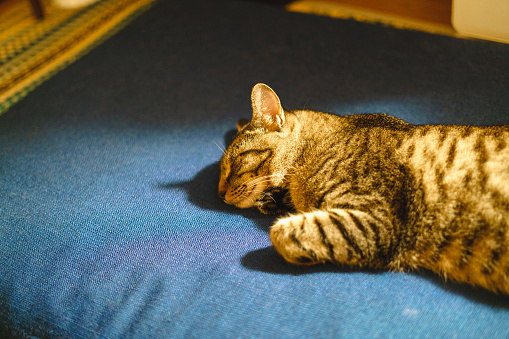 Cat sleeping on the stretch