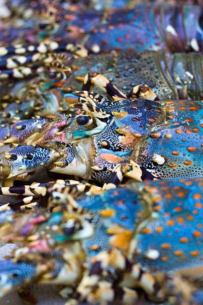 oceano índico lagostas - cape rock lobster - fotografias e filmes do acervo