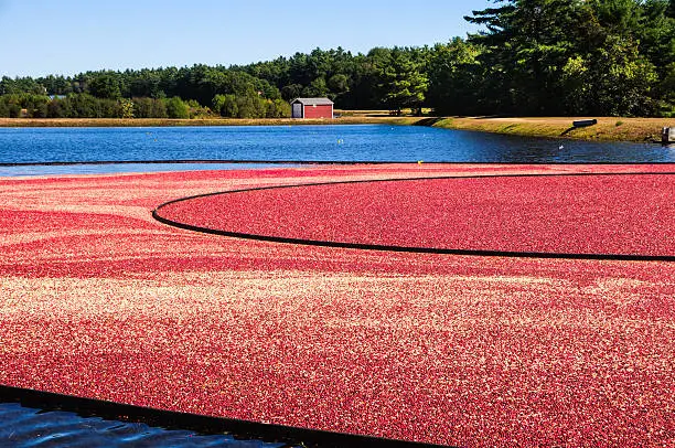 Floating cranberries are corralled by floating booms in a bog in Carver, Massachusetts.  The red building in the background contains the pumping equipment  which floods and drains the bog.