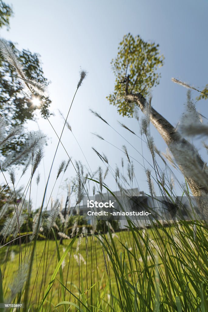 Natura erba reeds - Foto stock royalty-free di Ambientazione esterna