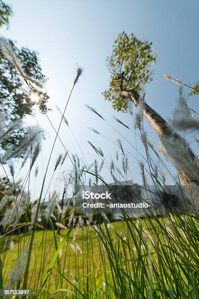 Natura Trawa Trzciny - zdjęcia stockowe i więcej obrazów Bez ludzi - Bez ludzi, Bezchmurne niebo, Dzień