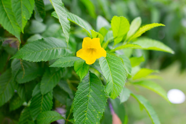 istock beautiful yellow flowers green leaves 1871340076