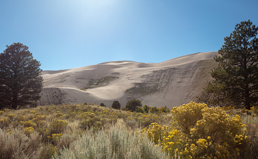 Sage and yellow wildflowers at the Great Sand Dunes National Park near Alamosa Colorado United States