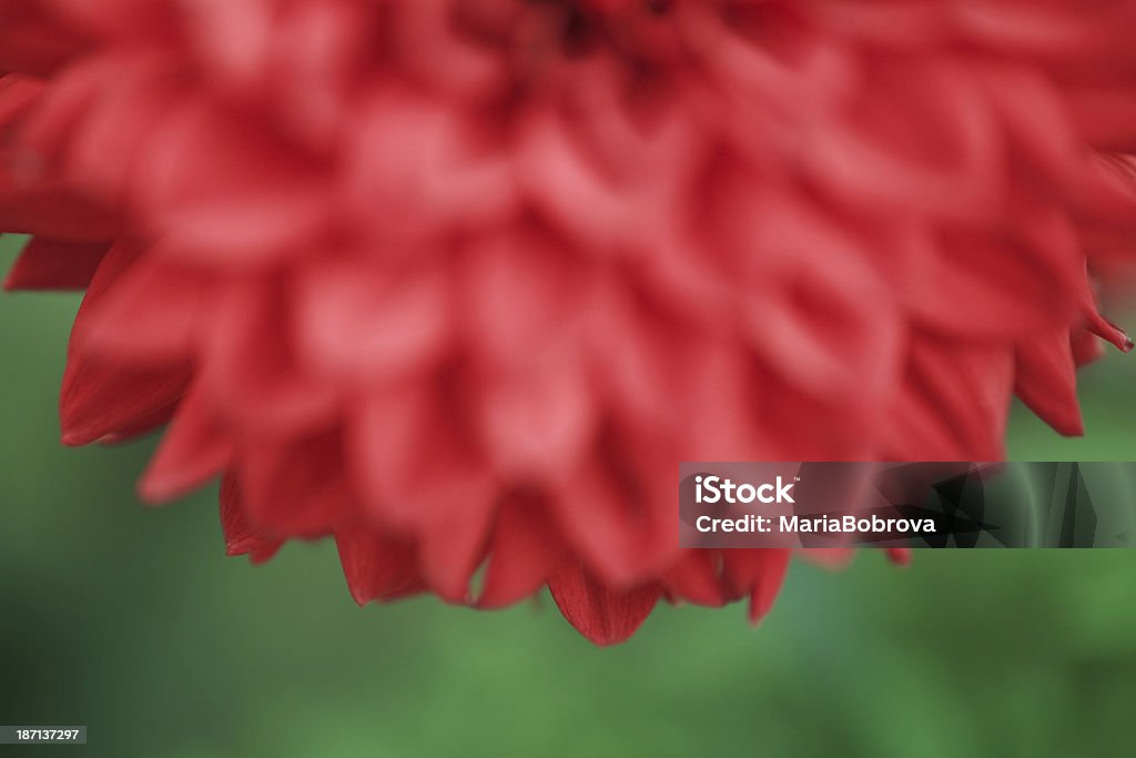 rote Blume - Lizenzfrei Baumblüte Stock-Foto