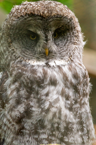 Great Gray Owls are tall with broad wings, a long tail, and a big head with a facial disk.  They are coloured silvery gray,  brown and white with streaks and bars visible.  They have yellow eyes that are deep set in their facial feathers that are in concentric circles.   Between these are two light coloured arcs that form an “X” above and beside a yellow beak/bill.  Below their beak, they  have a white bow tie mark  They enjoy solitude and avoid people and easily camouflage into meadows and forest areas.