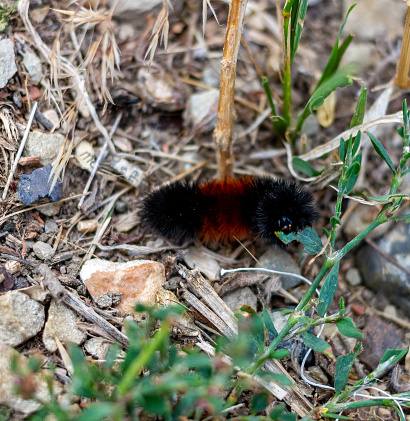 Woolly Bear Caterpillar (Pyrrharctia isabella), eating a piece of Polygonum aviculare L, or knotgrass/knot-weed.  A furry orange and black caterpillar is on the ground with dirt and gravel.  There are also small bits of garbage, including a few strips of paper with print on them.  It has bold colors and setae which can poke people and cause irritation.   The woolly bear caterpillar is the larva of the Isabella Tiger Moth (Pyrrharctia isabella).  Taken in rural Southern Alberta.