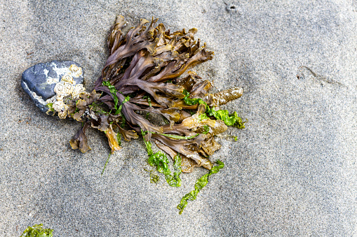 Seaweed Backgroud