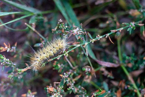 The larva caterpillar of a Spotted Tussock Moth is seen crawling up the branch of a Polygonum aviculare L. Or knotgrass plant in southern Alberta. The scientific name is Lophocampa maculata and this caterpillar will turn into a moth with a Normal, High Contrast wing pattern.  This is a type of tiger moth.