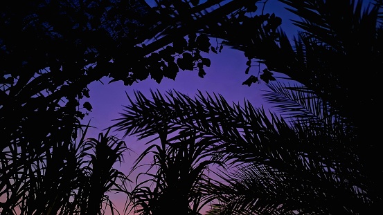 A mesmerizing view of purple skyline with silhouettes of grape trees, date palm trees, and sugarcane trees during the sunset hours.