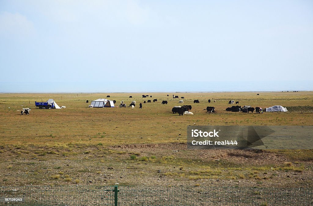 Bovinos em seco ao ar livre - Royalty-free Agricultura Foto de stock