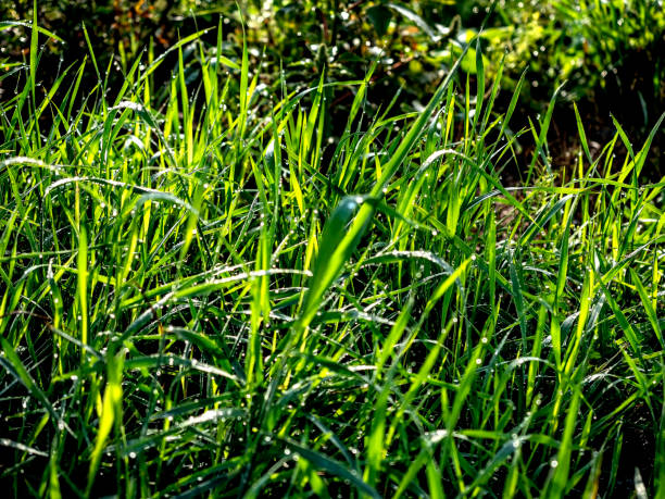 istock green grass with dew drops in the morning 1871400642