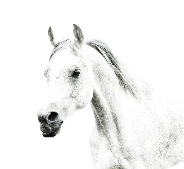 istock white horse details on white-background 187140160