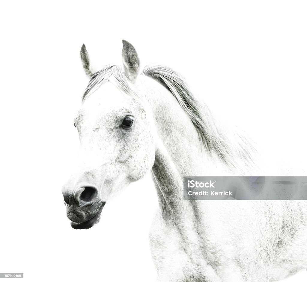 Cavalo Branco detalhes sobre fundo branco - Foto de stock de Cavalo - Família do cavalo royalty-free