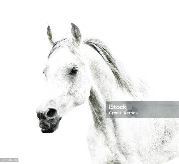 Foto de Cavalo Branco Detalhes Sobre Fundo Branco e mais fotos de stock de Cavalo - Família do cavalo - Cavalo - Família do cavalo, Cabeça de animal, Cavalo Árabe
