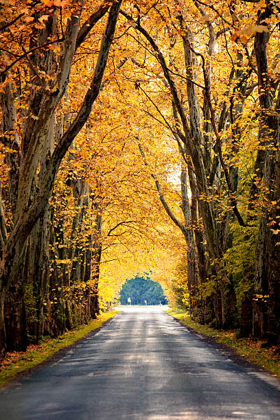 istock Country Road in Autumn 187140287