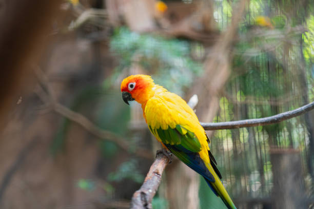 A colorful little parrot bird is standing on tree branch with background of the forest place. Portrait animal wildlife photo, eye selective focus.