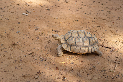 A little african turtle is crawling on dirt ground. Animal portrait photo.