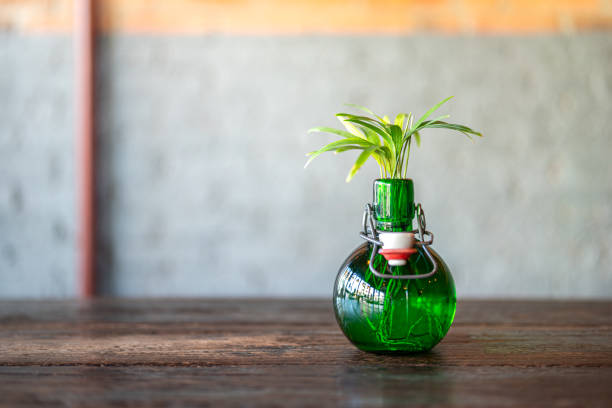 istock A small house plant in bottle. 1871410632