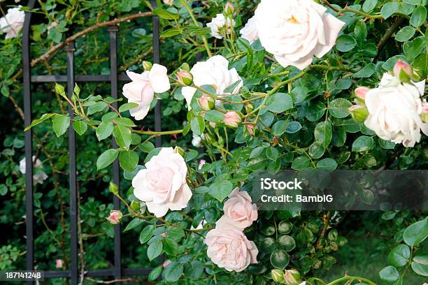 Rosas - Fotografias de stock e mais imagens de Ao Ar Livre - Ao Ar Livre, Beleza natural, Botão - Estágio de flora