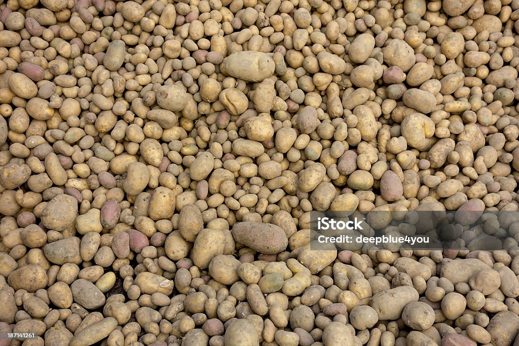 Pommes de terre - Photo de Agriculture libre de droits