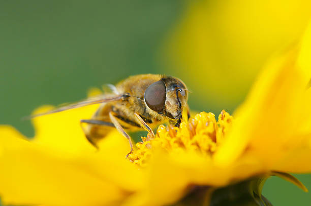 istock Dung bee on girl eye flower 187141274