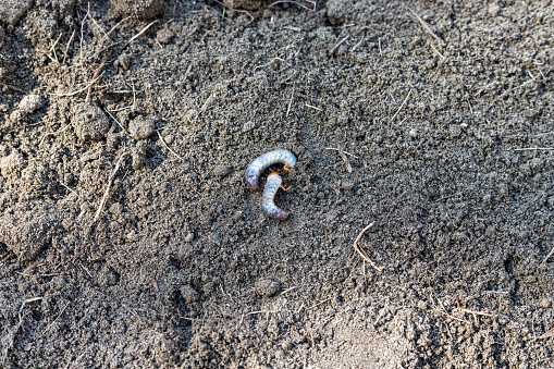 White earth worms in the garden soil