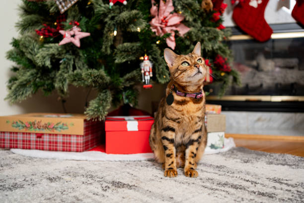 Bengal cat by a decorated Christmas tree