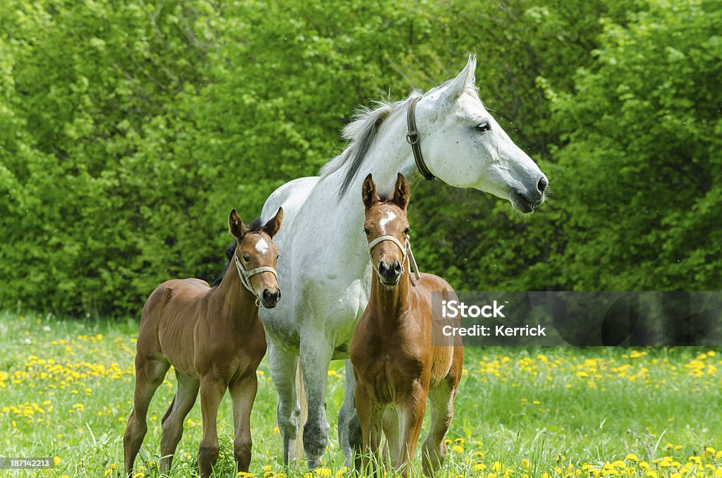 Warmblood mare und zwei foam hand - Lizenzfrei Agrarbetrieb Stock-Foto